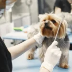 A happy dog and cat sitting together with pet food bags and a Coupon Signals discount banner.